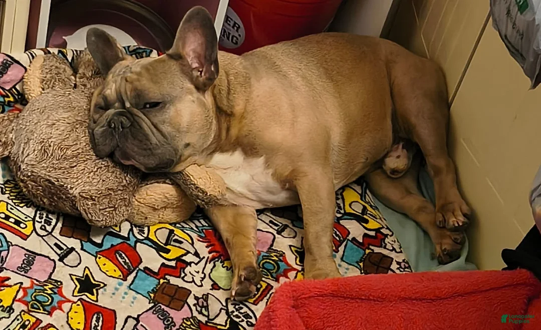 French Bulldog dogs for sale: Taz - Ad 8