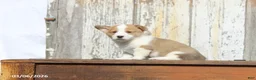 Welsh Corgi Pembroke dogs for sale: Roscoe - Ad 7