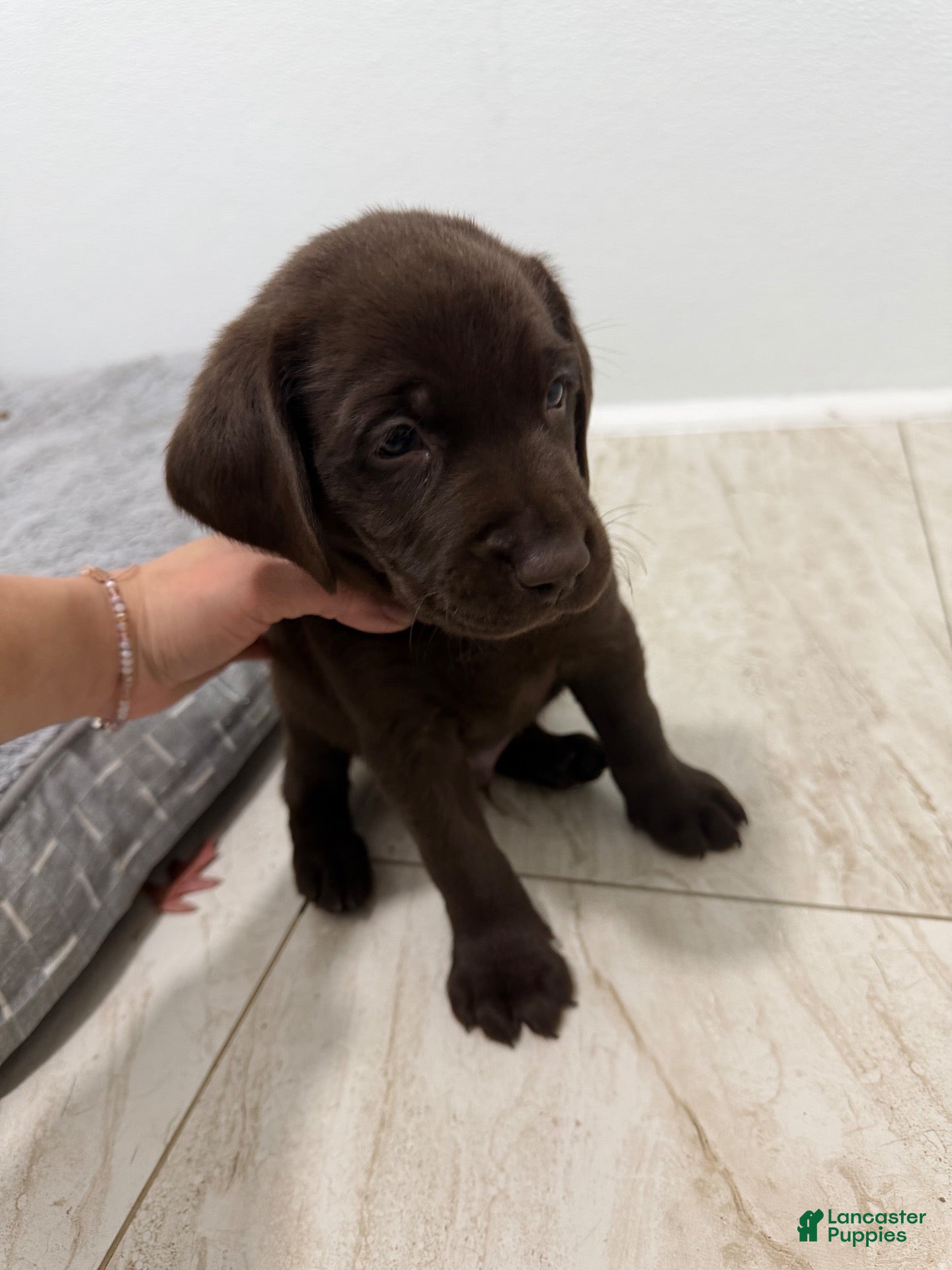 Labrador Retriever dogs for sale: Labrador Retriever 1 - Ad 4