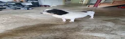 Miniature Poodle dogs for sale: Rocko  - Ad 7