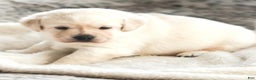 Labrador Retriever dogs for sale: Willow  - Ad 2