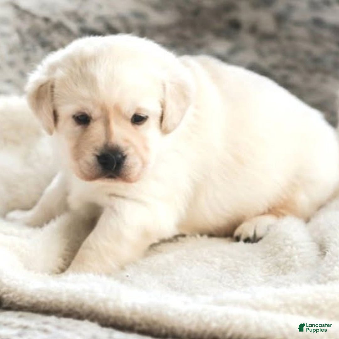 Labrador Retriever dogs for sale: Willow  - Ad 2