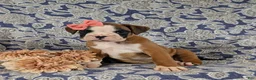 Boxer dogs for sale: Raelynn - Ad 2