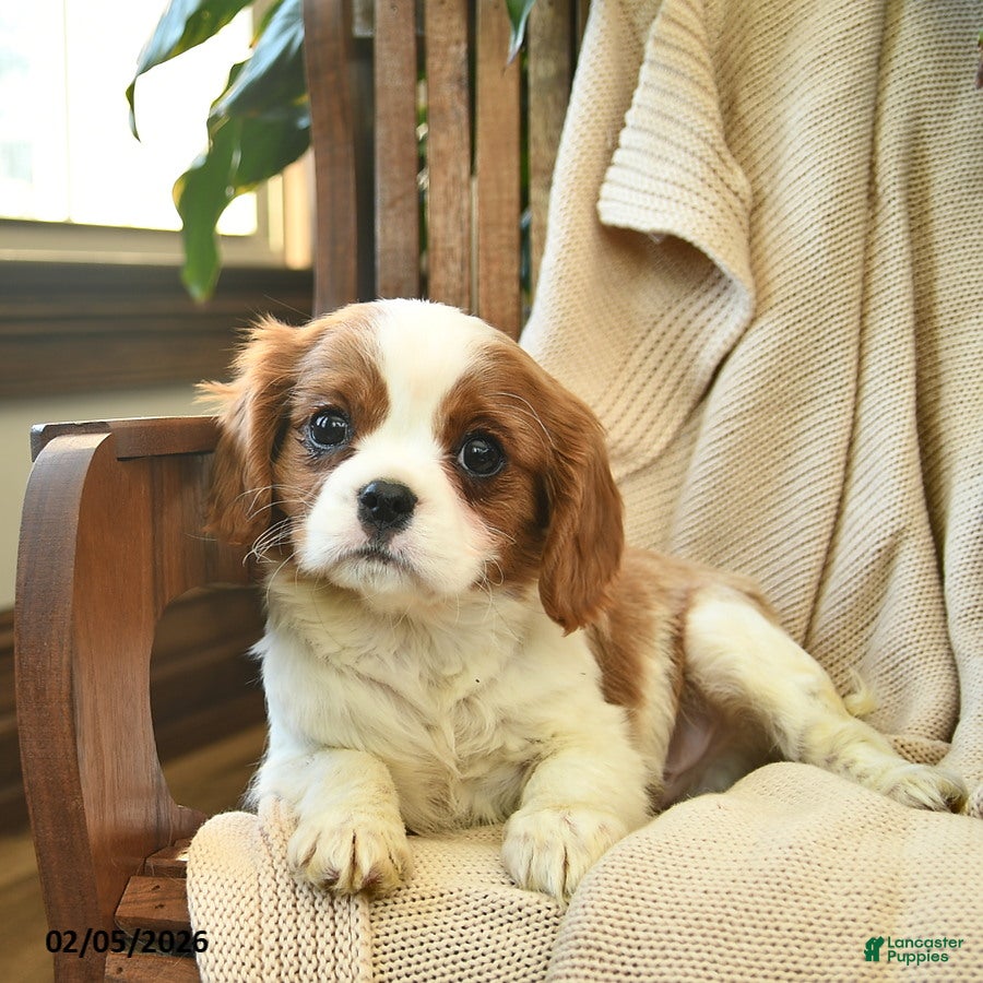 Cavalier King Charles Spaniel dogs Buster - Ad 2