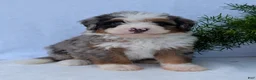 Mini Bernedoodle dogs for sale: Mini Marlo  - Ad 20