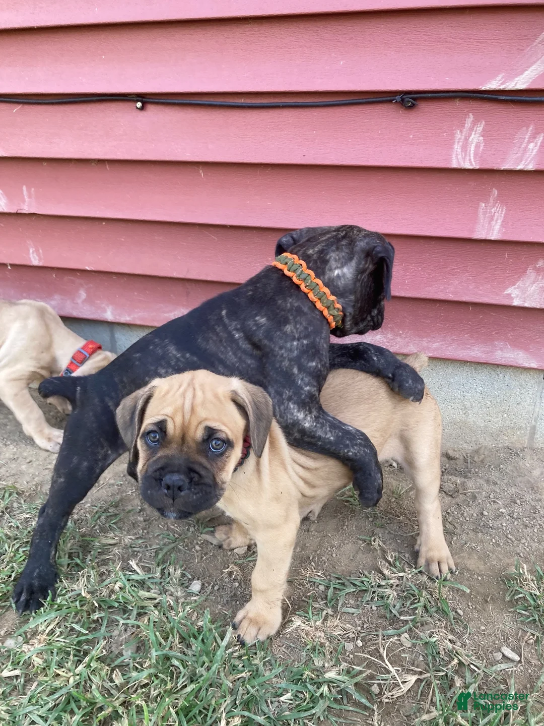 Cane Corso dogs for sale: Cane Corso 5 - Ad 1