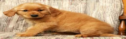 Golden Retriever dogs for sale: Layla - Ad 7