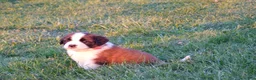 Saint Bernard dogs for sale: Rosie - Ad 3