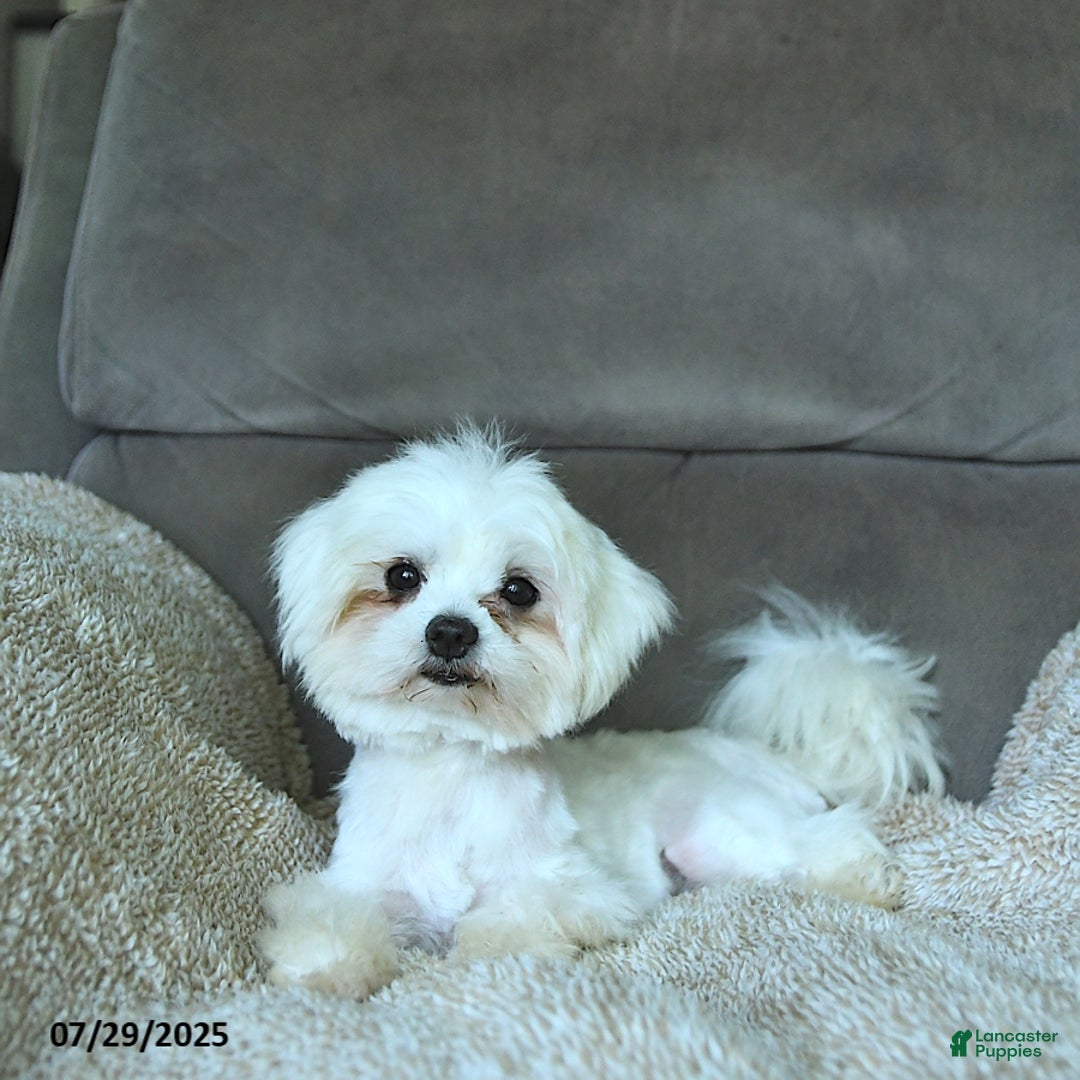 Maltese dogs for sale: Sweetheart EXTRA SMALL - Ad 7