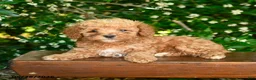 Toy Poodle dogs for sale: Selene - Ad 4