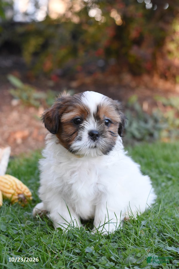 Shih Tzu dogs for sale: Alex - Ad 1