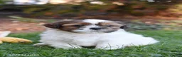 Shih Tzu dogs for sale: Alex - Ad 1