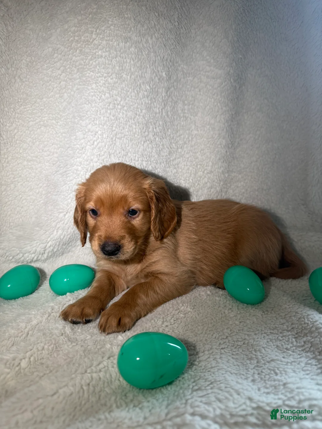 Goldendoodle dogs for sale: Chanel - green - Ad 1