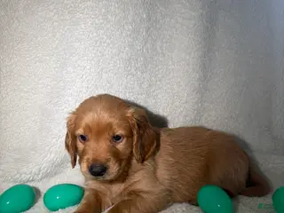 Goldendoodle dogs Chanel - green - Ad 41