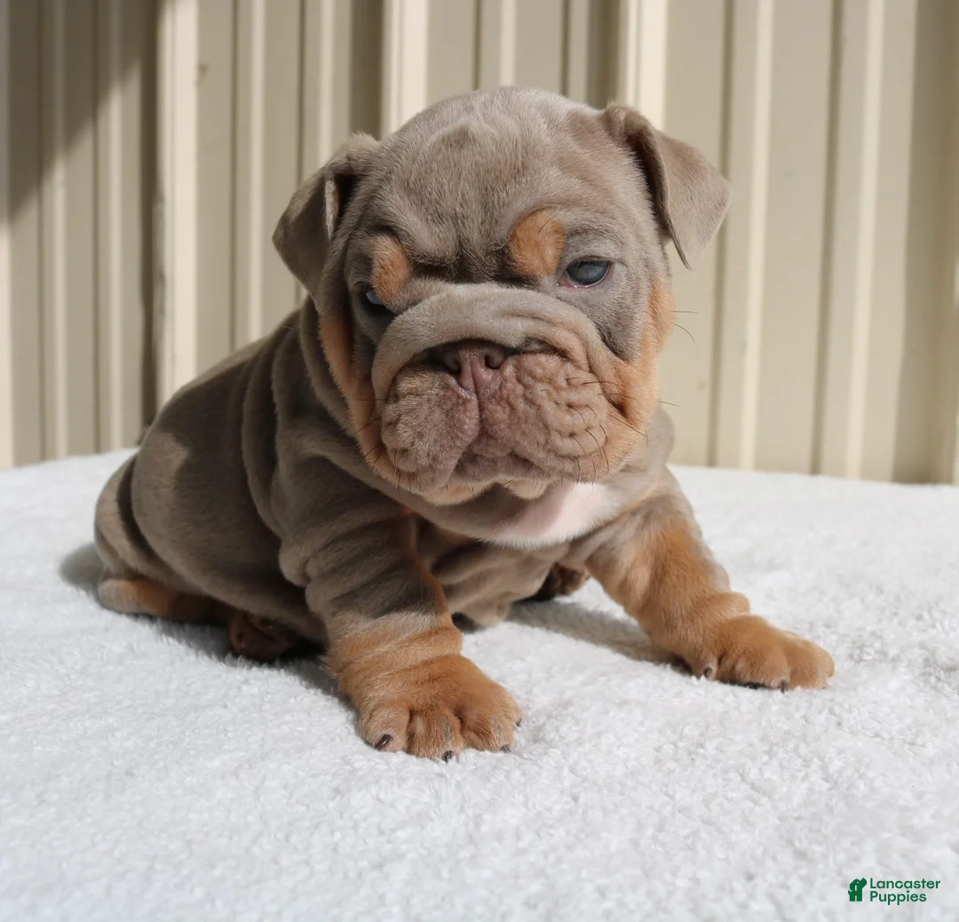 English Bulldog dogs for sale: Bucky - Ad 13