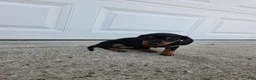 Dachshund dogs for sale: Hazel - Ad 5