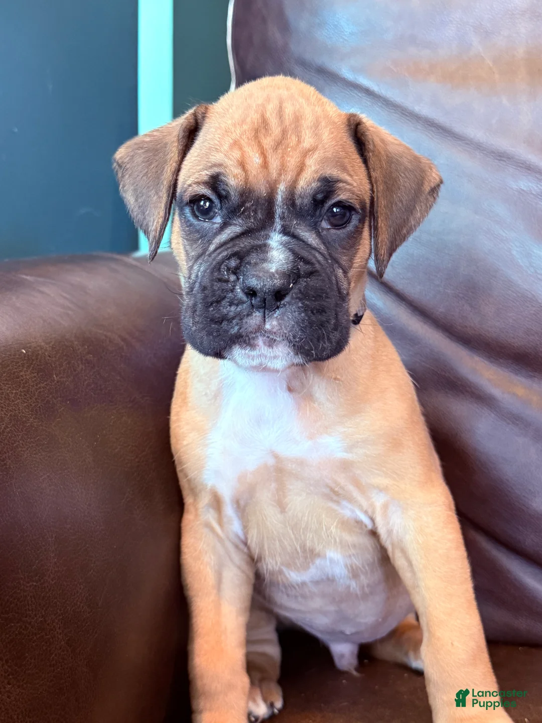 Boxer dogs for sale: Bruno - Ad 1