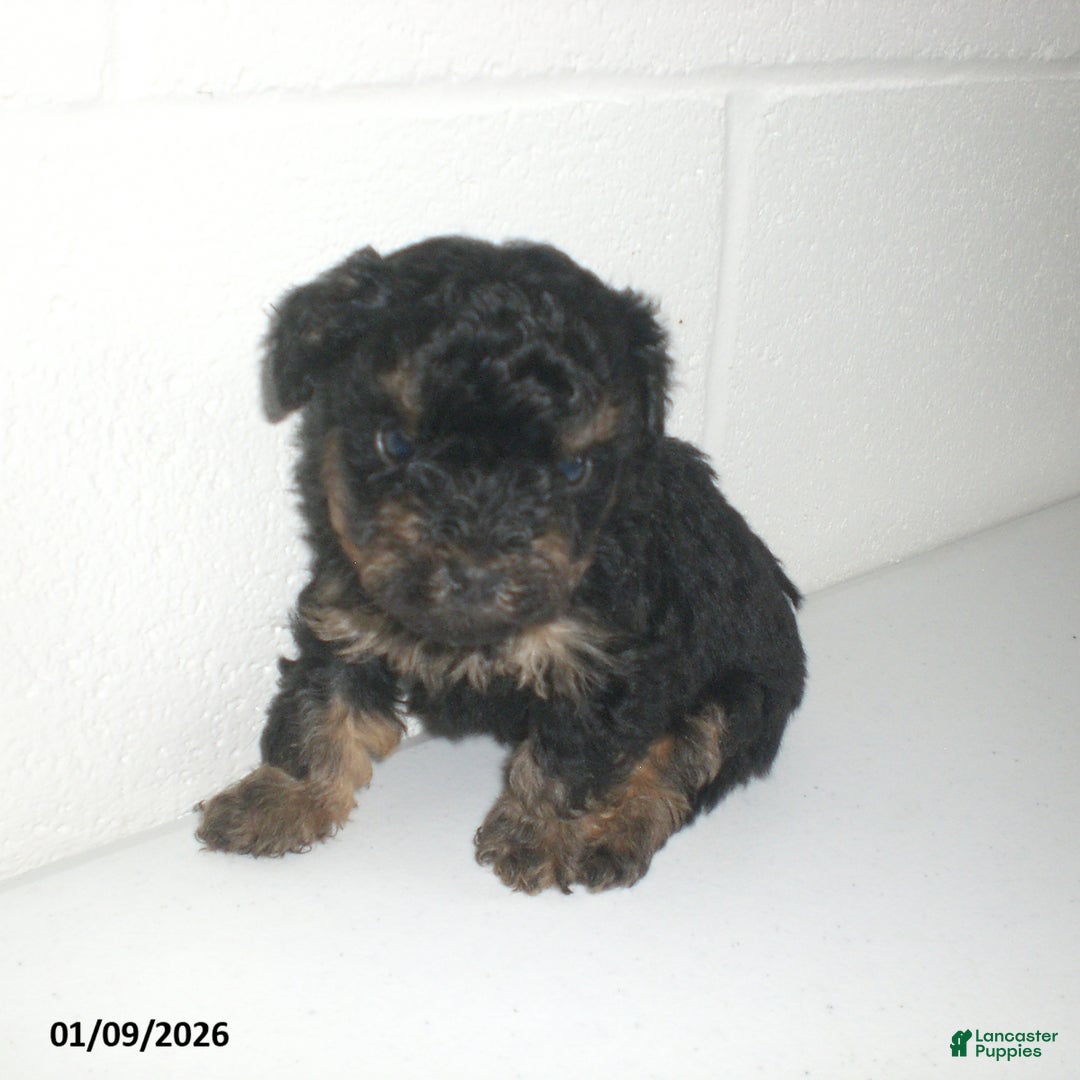 Yorkiepoo dogs for sale: Abby - Ad 13