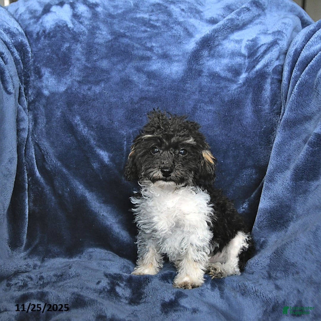 Toy Poodle dogs for sale: Kody - Ad 4