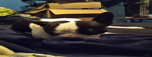Apollo