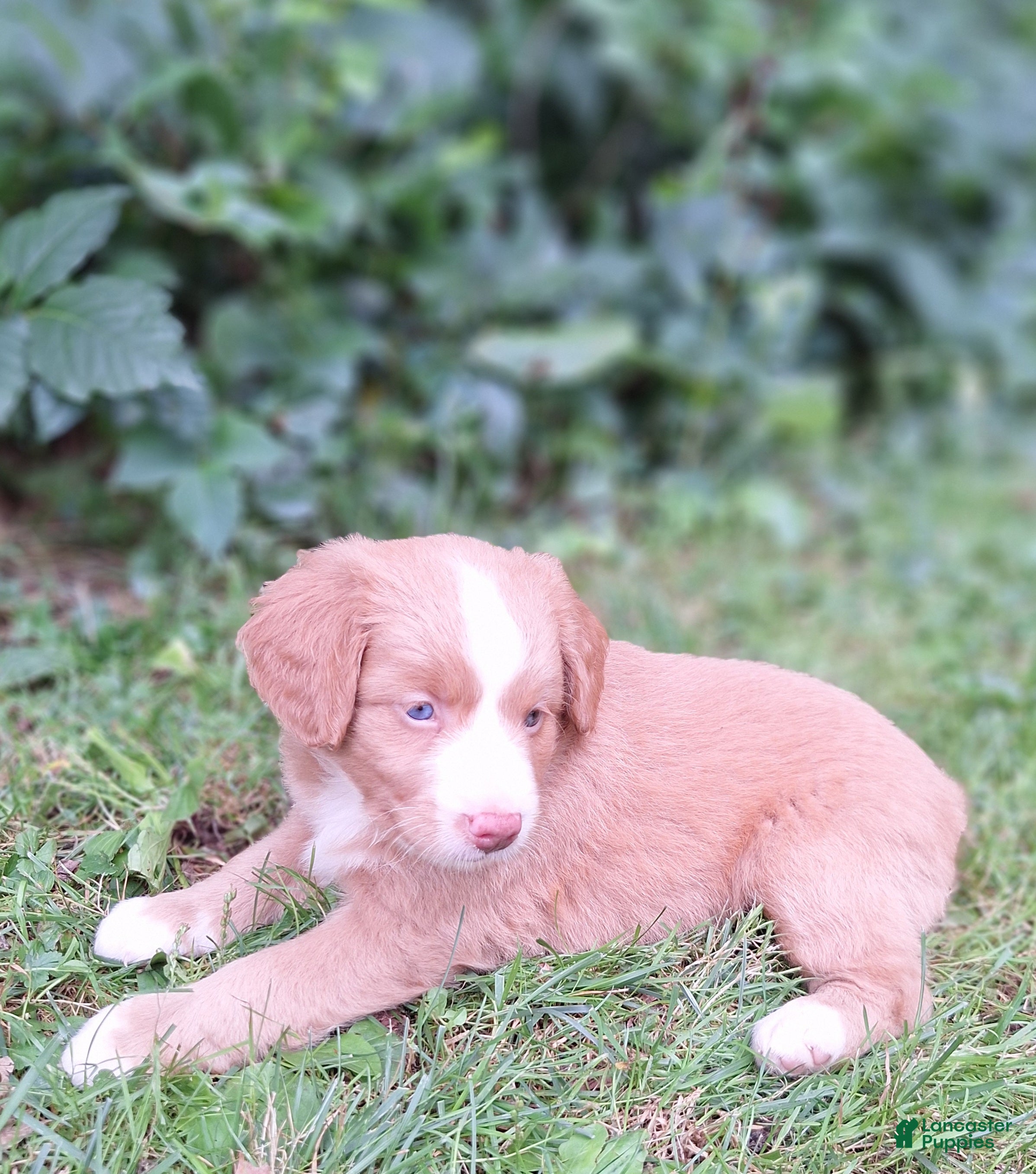 Mini Bernedoodle dogs Harbor - Ad 2
