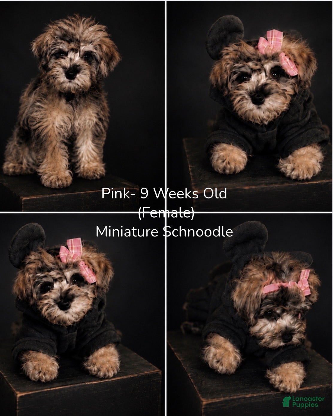 Schnoodle dogs Schnoodle Puppy 2 - Ad 6