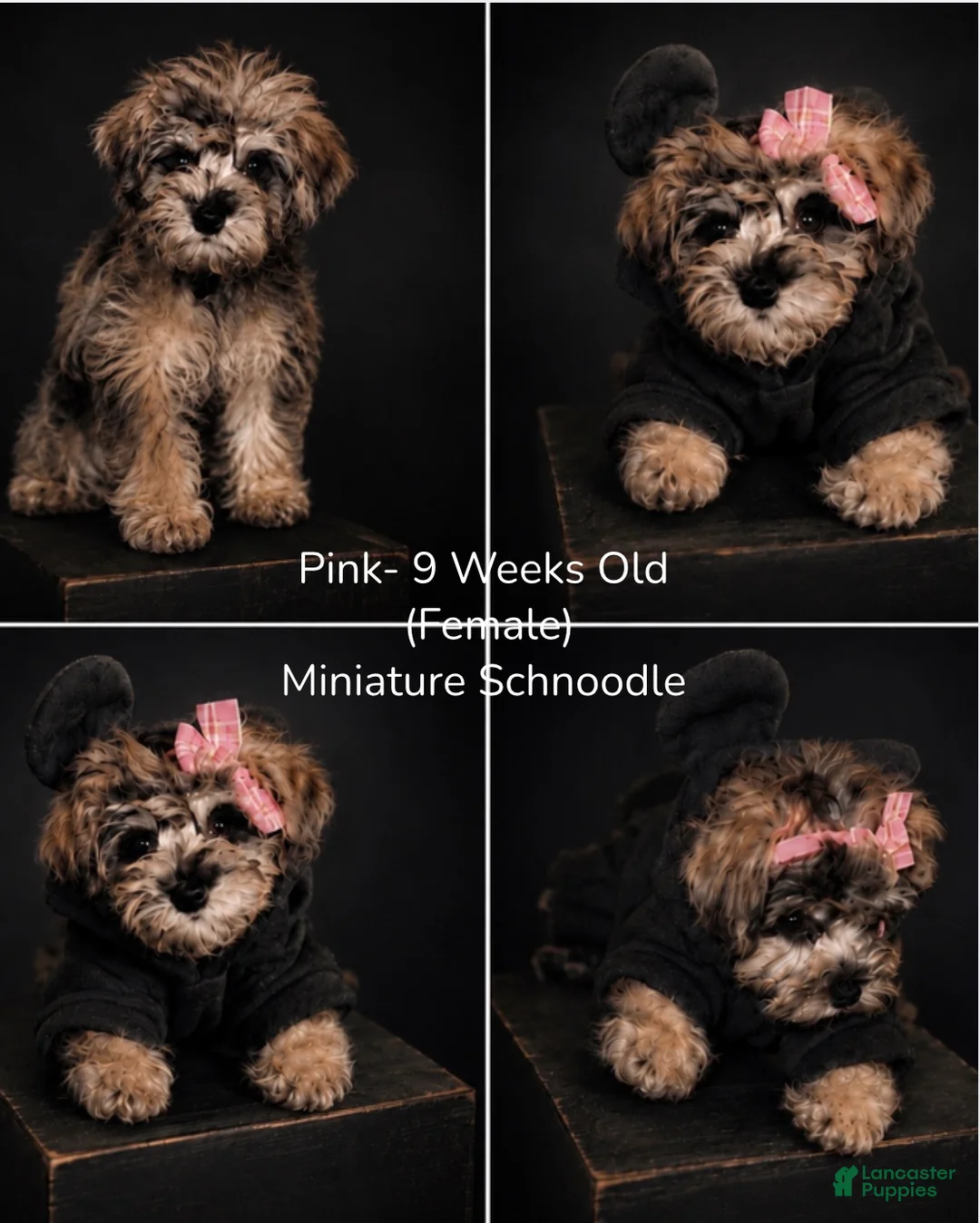 Schnoodle dogs for sale: Schnoodle Puppy 2 - Ad 1