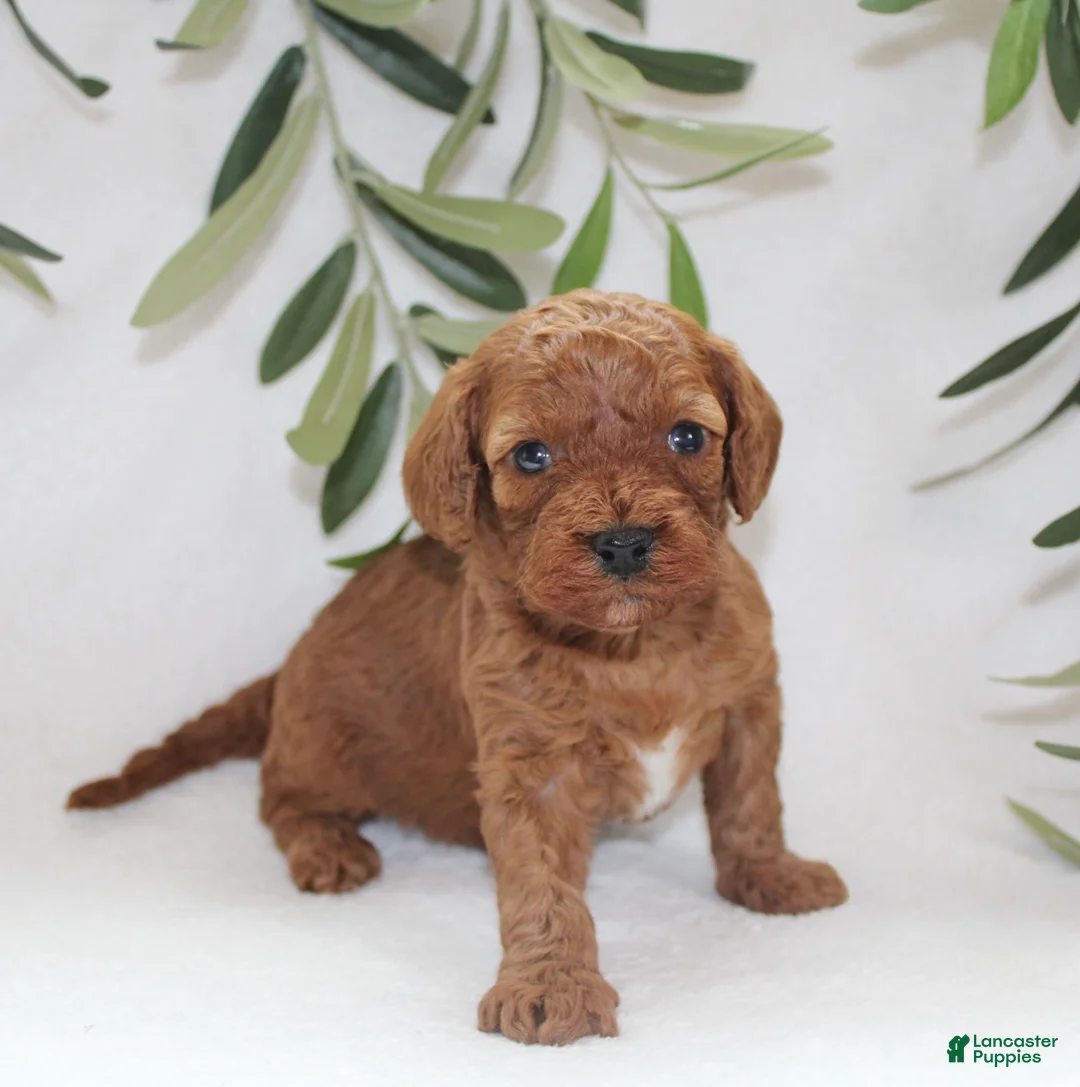 Cavapoo dogs for sale: Izzy - Ad 4