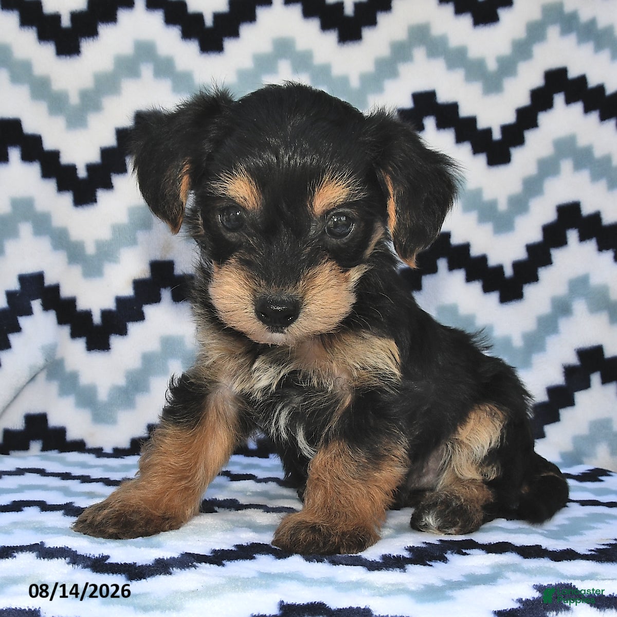 Yorkiepoo dogs Sutton - Ad 2