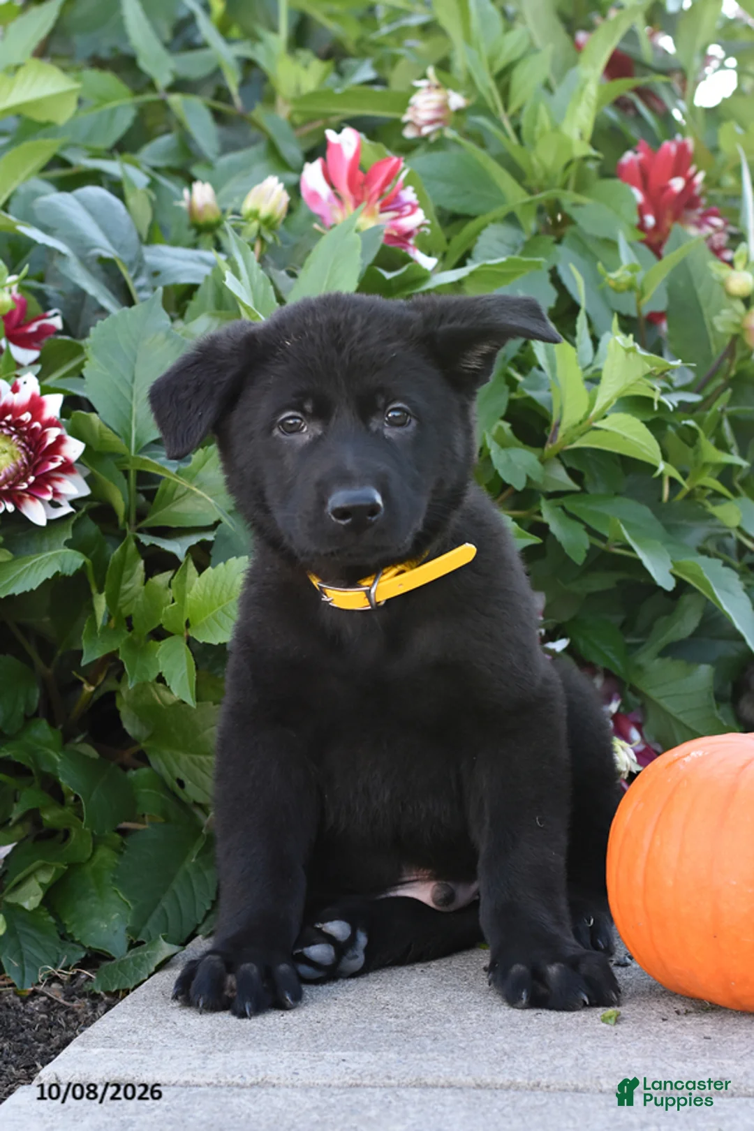 German Shepherd dogs for sale: Tommy - Ad 2