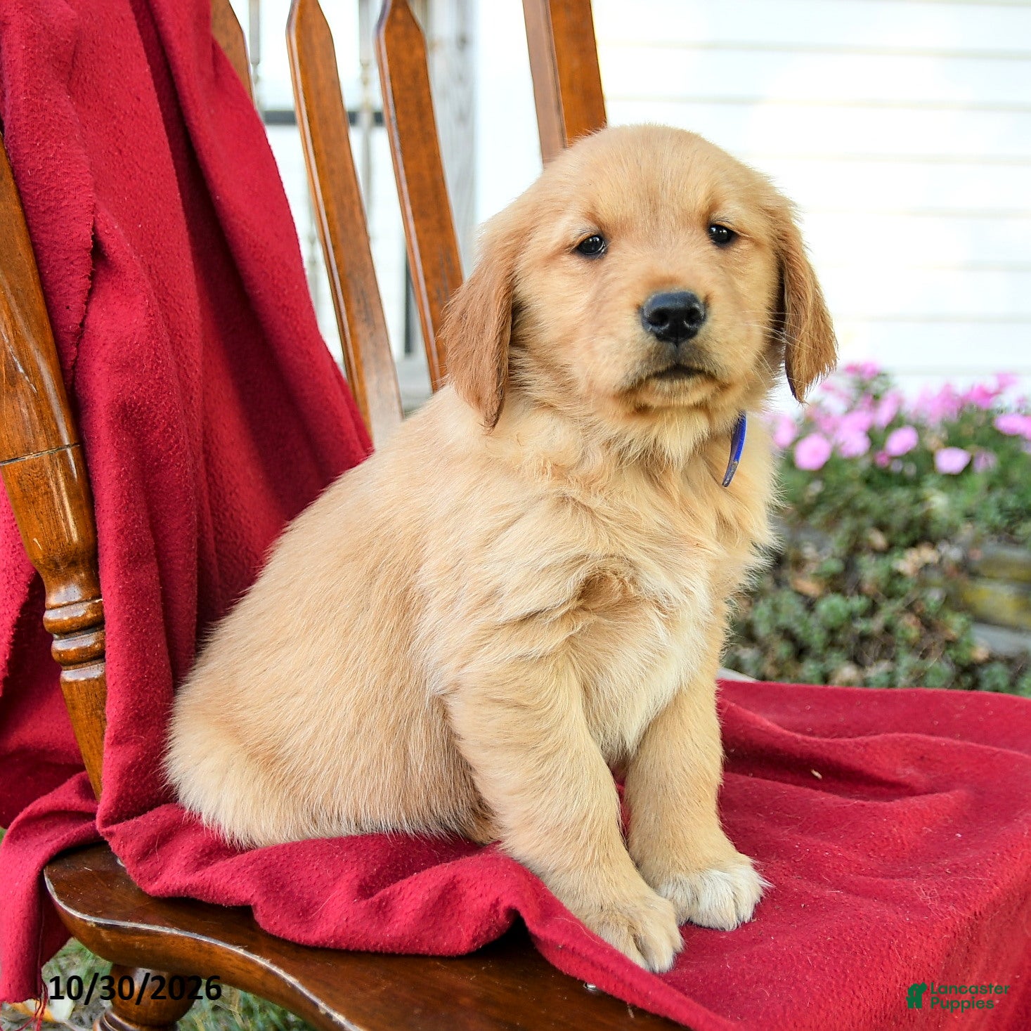 Golden Retriever dogs for sale: Bonnie - Ad 1
