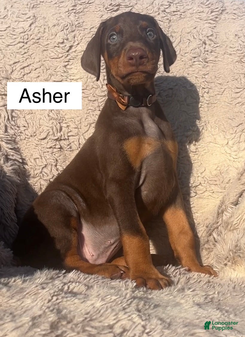 Doberman Pinscher dogs Asher - Ad 1