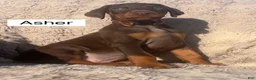 Doberman Pinscher dogs for sale: Asher - Ad 1