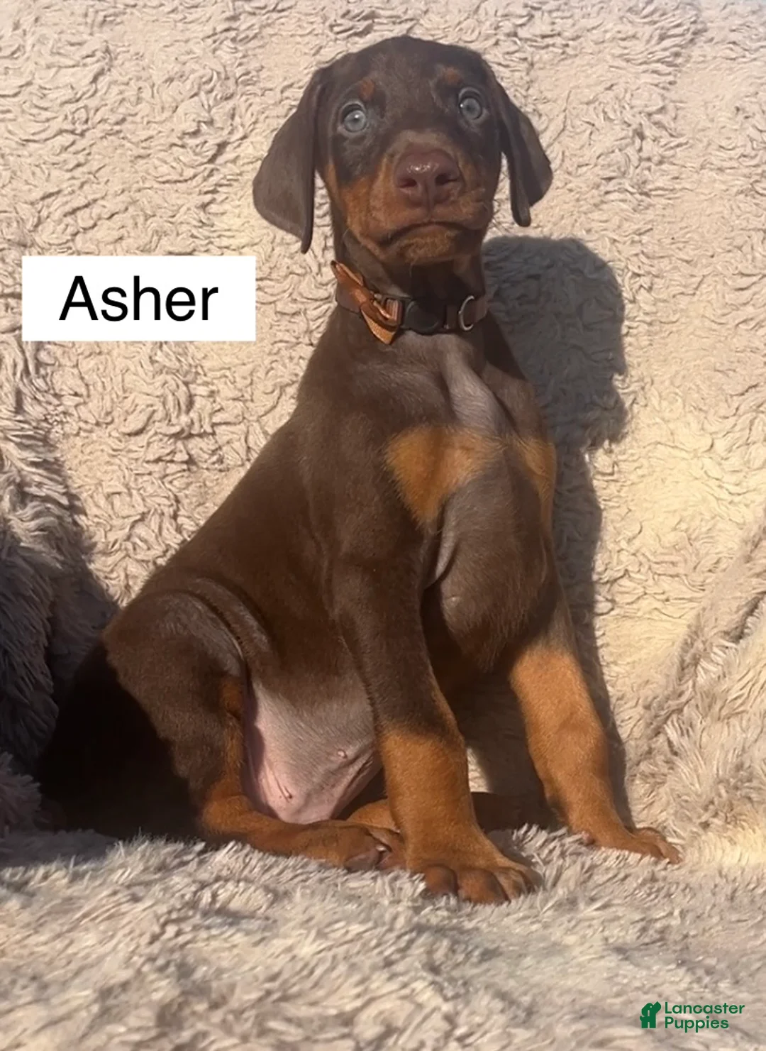 Doberman Pinscher dogs for sale: Asher - Ad 1
