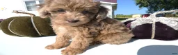 Toy Poodle dogs for sale: Toy Poodle 2 Carmalmaciato - Ad 4