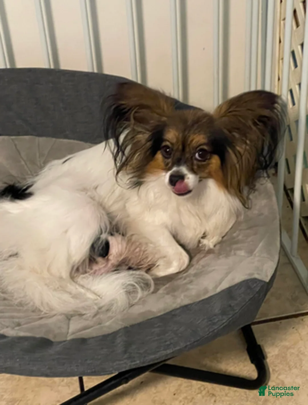 Papillon dogs for sale: Cory - Ad 4