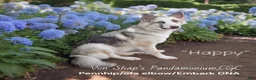 German Shepherd dogs for sale: German Shepherd 3 - Ad 2