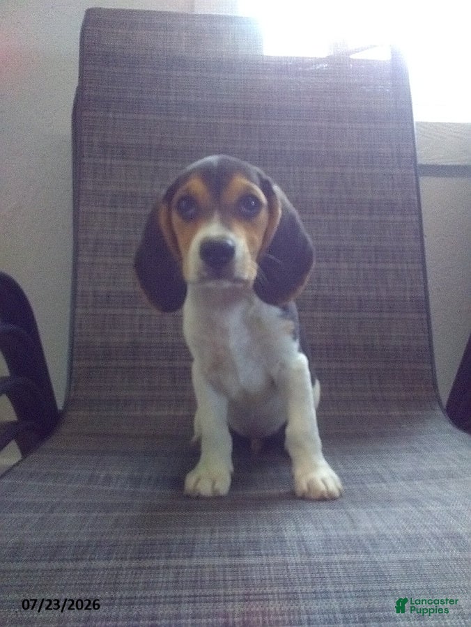 Beagle dogs Freddy - Ad 2