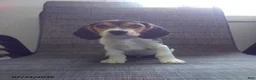 Beagle dogs for sale: Freddy - Ad 2