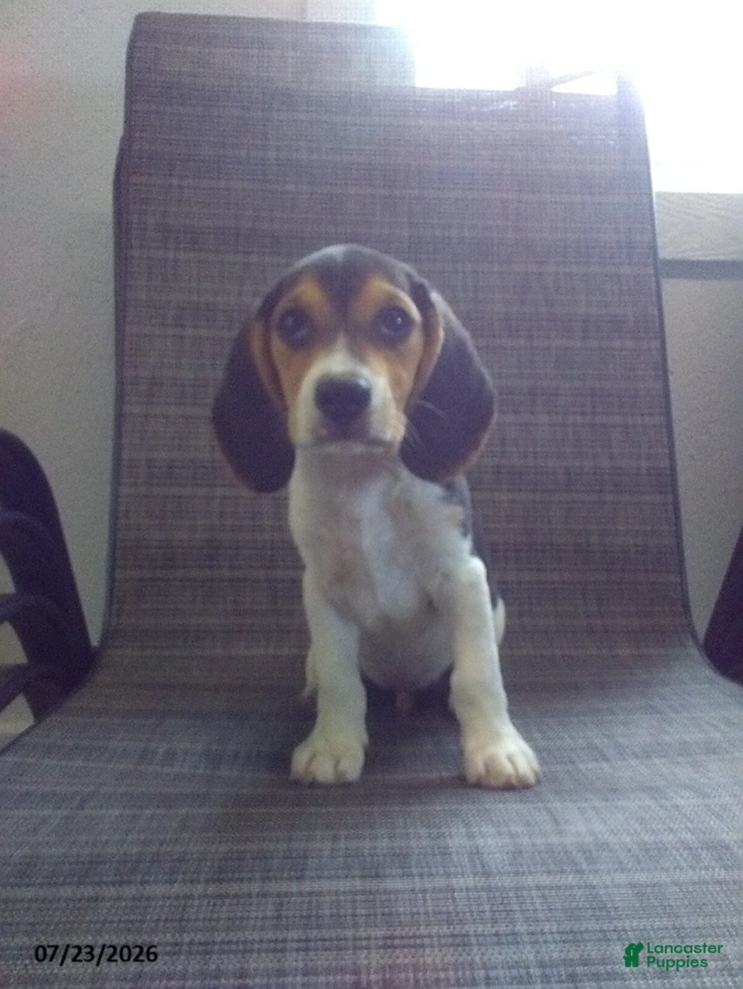 Beagle dogs for sale: Freddy - Ad 2