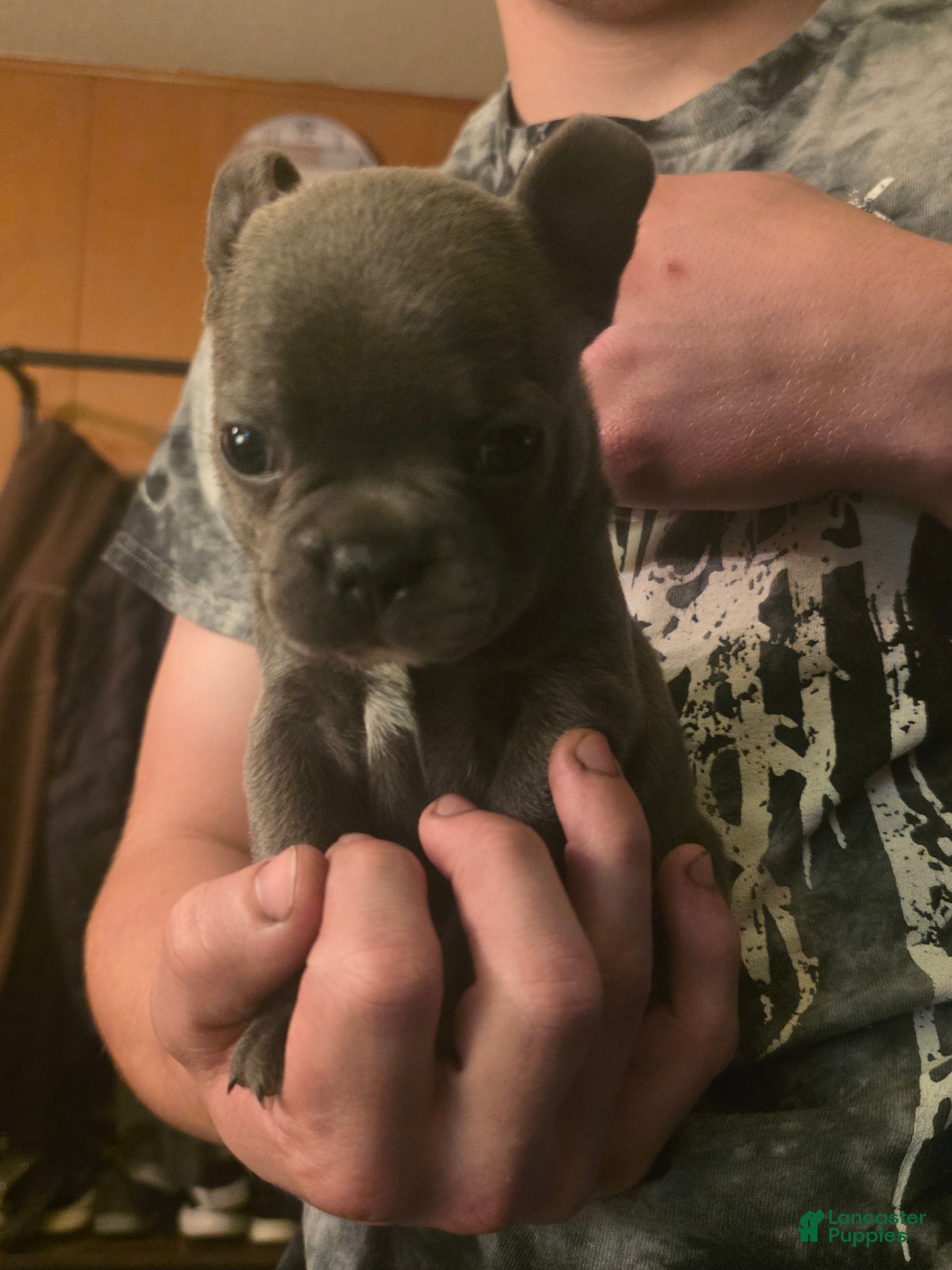 Frenchton dogs Purple - Ad 2
