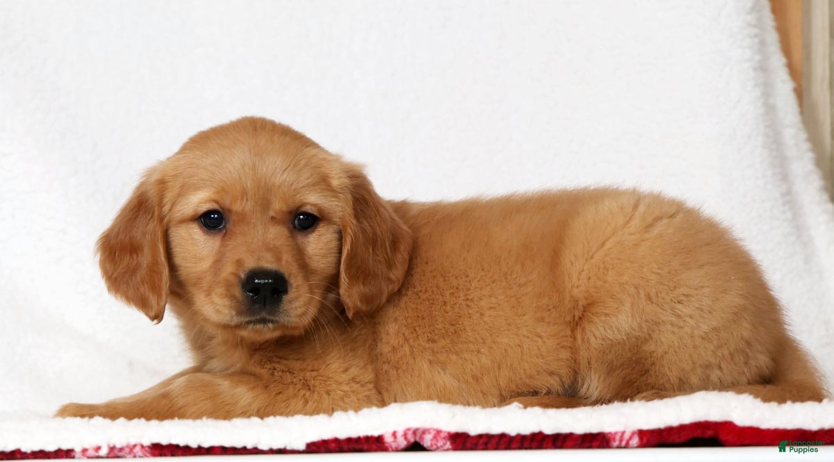 Golden Retriever dogs Miya - Ad 1