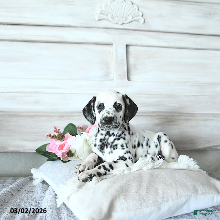 Dalmatian dogs Ellie - Ad 1
