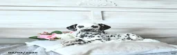 Dalmatian dogs for sale: Ellie - Ad 1