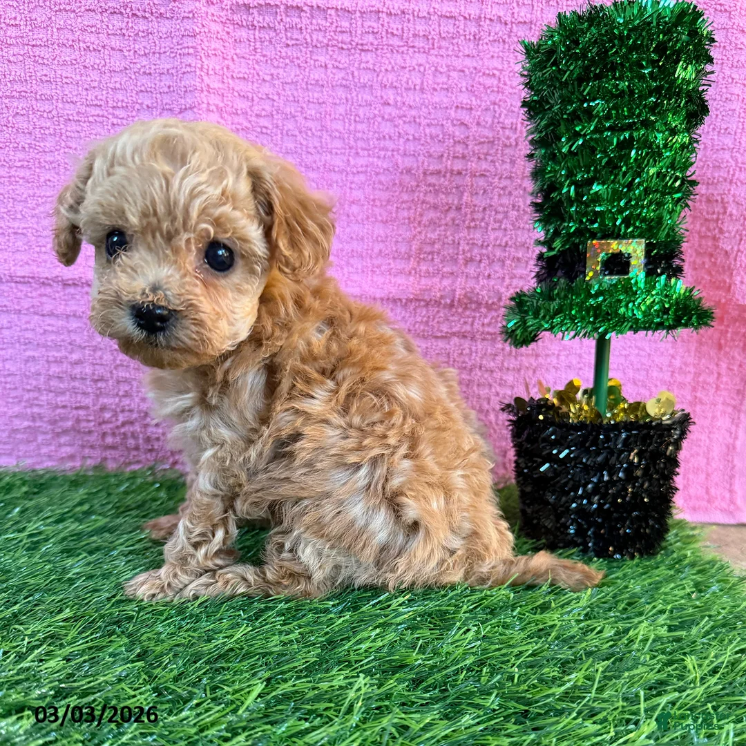 Toy Poodle dogs for sale: Rosina - Ad 1