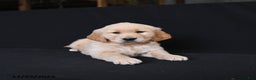 Golden Retriever dogs for sale: Remi   - Ad 2
