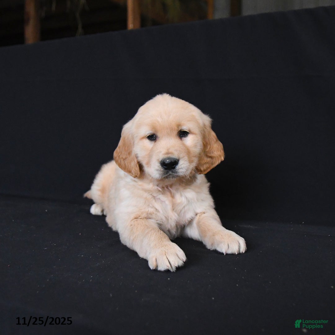 Golden Retriever dogs for sale: Remi   - Ad 2