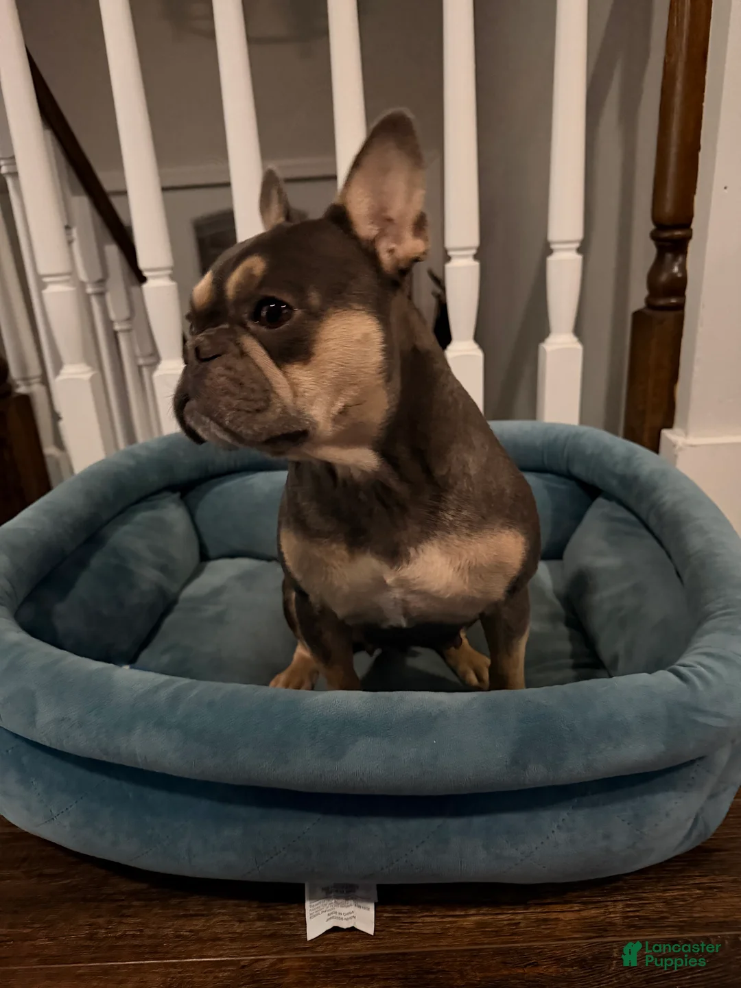 French Bulldog dogs for sale: Charlie - Ad 4