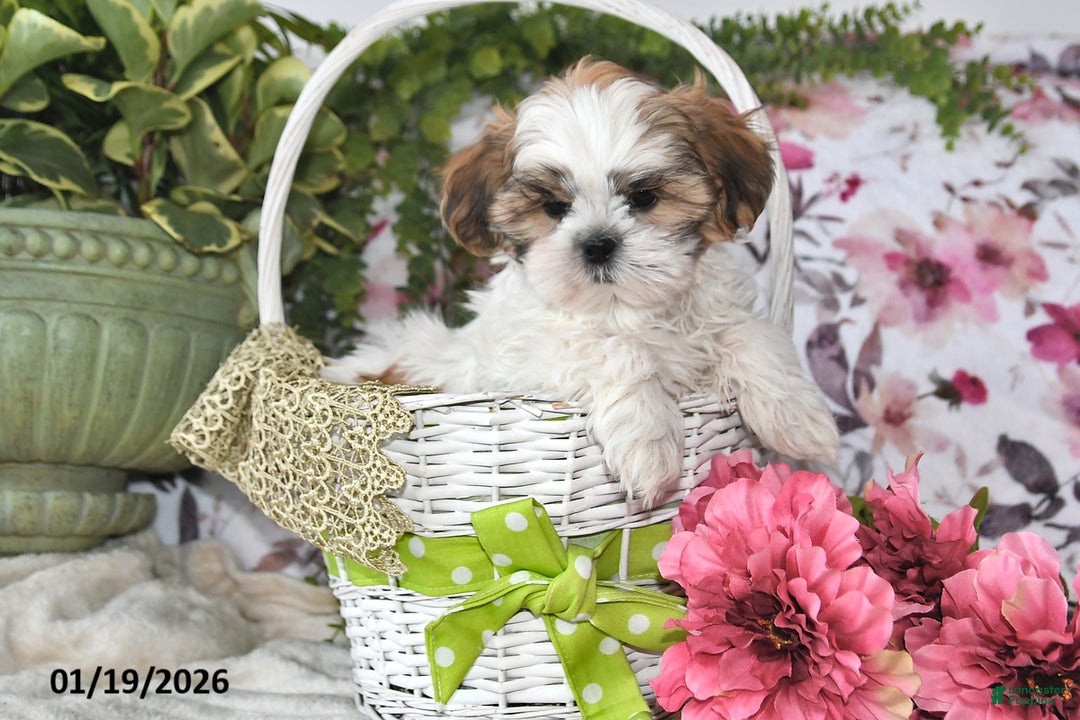 Shih Tzu dogs for sale: Leo - Ad 5