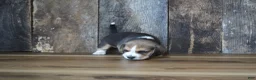 Beagle dogs for sale: Brett - Ad 13